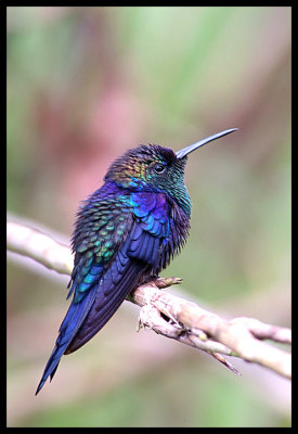 Violet-Crowned Wood Nymph