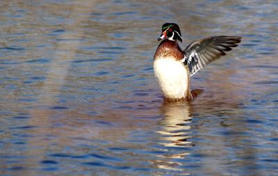 g4/96/660296/3/59139419.WoodDuck2.jpg