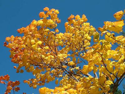 Fall Leaves  DSCF0968