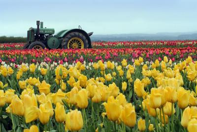 Tulips and Tractor IMG_1768d