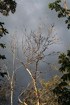 Tree and Sky