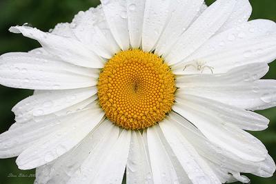 Daisy and Spider IMG_0494