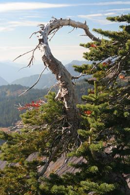 Gooseneck Tree IMG_1337 a