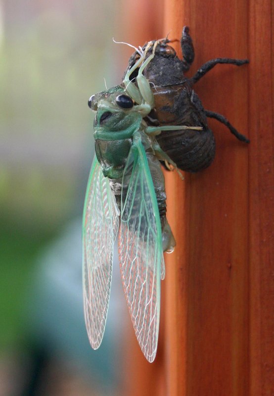 Cicada 2