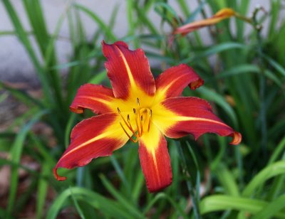 Red Day Lily