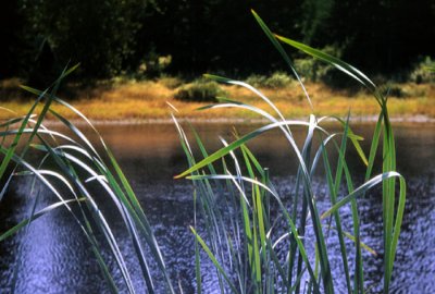Reeds