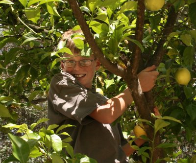 Owen in Lemon Tree