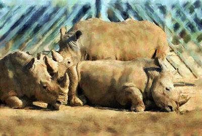 Rhinos