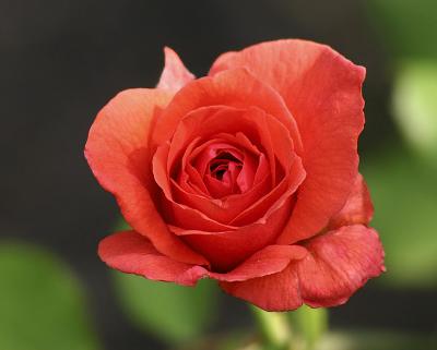 Tropicana Rose