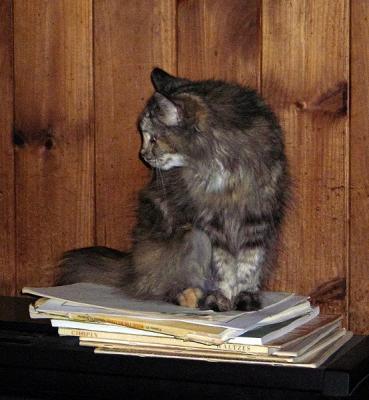 Cat on Books