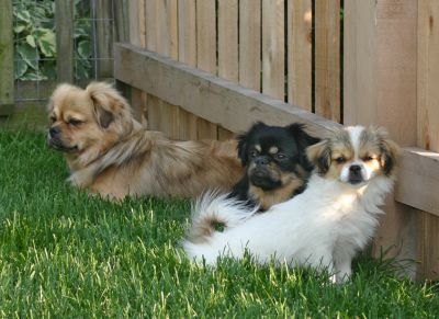 Tory, Lexy, Kyra
