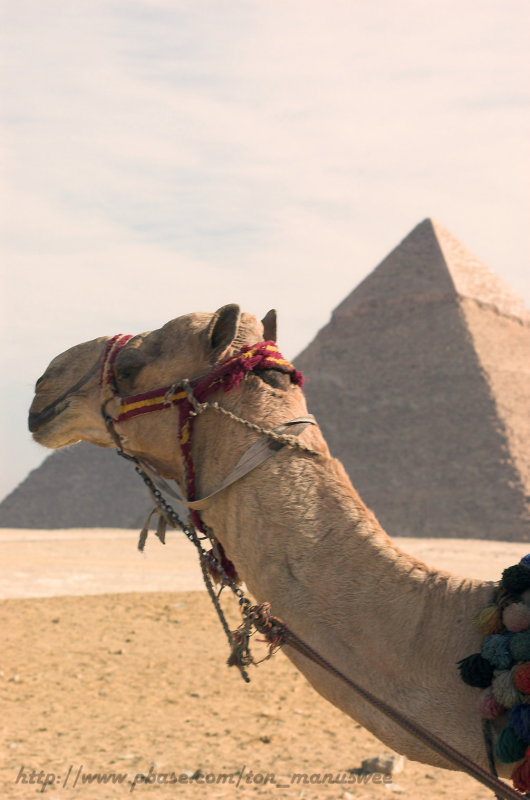 Camel with Pyramid of Khafre in background