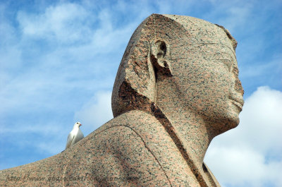 Granite Sphinx  at  Pompey’s Pillar