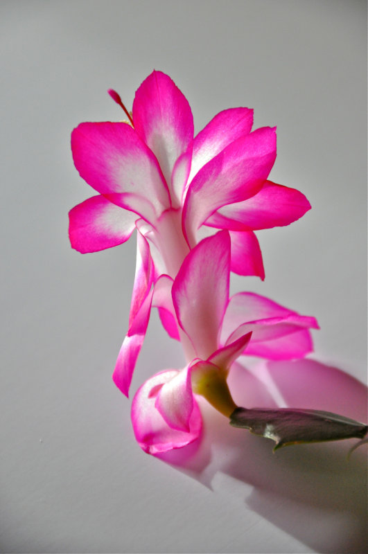 Christmas Cactus Flower.jpg