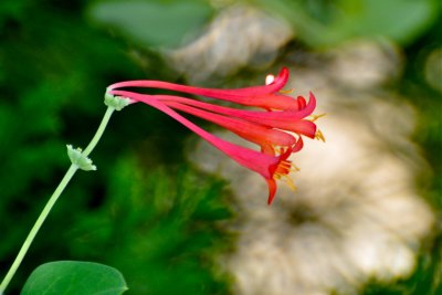 Honeysuckle Joy