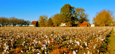 Autumn Cotton Field