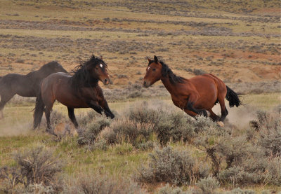 Wild Mustang Horses, Cody, Wyoming