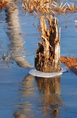 Icey Swamp.jpg