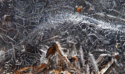 Icy Swamp #4.jpg