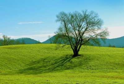 Jasper, Georgia Field