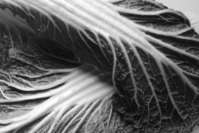 B/W Napa Cabbage.jpg