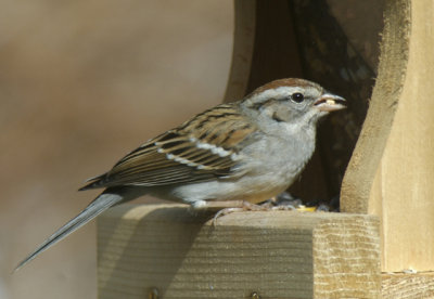 Chipping Sparrow Has Lunch
