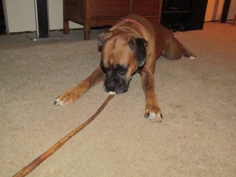 Praying to the Bully Stick