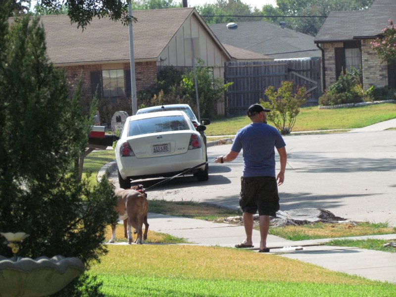 Leon walking the dogs