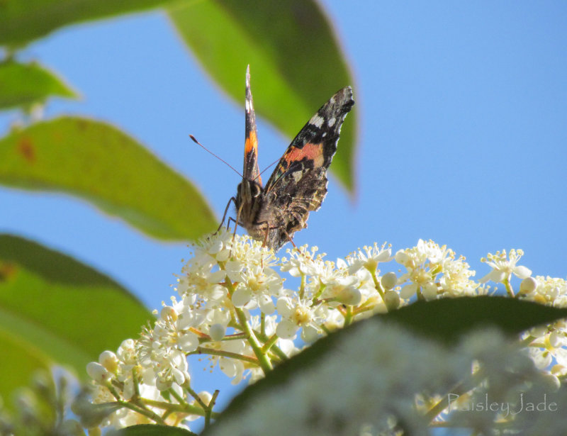 Butterfly in the sun