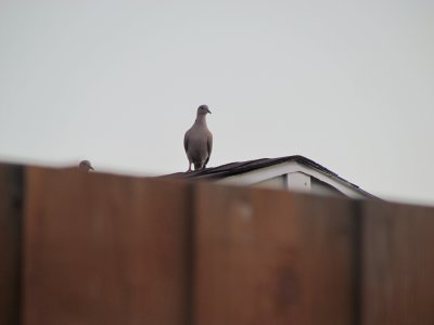 Birds on a roof