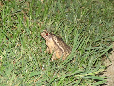 Frog in the yard
