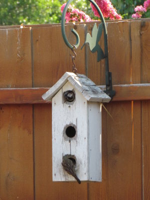 Feeding the Baby Birds