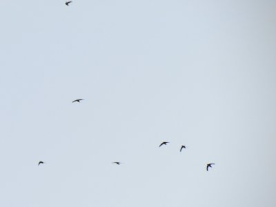 Birds in the sky