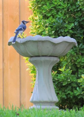 Blue Jay getting water