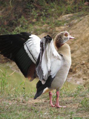 egyptian goose