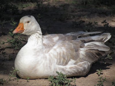 goose