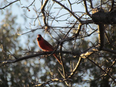 Red Bird...LOL