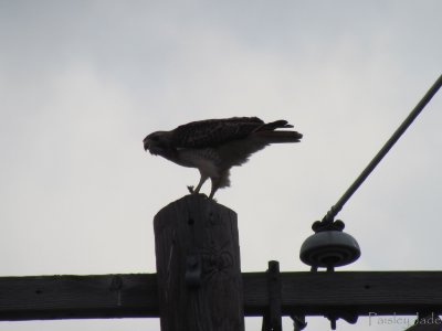 The Hawk having dinner