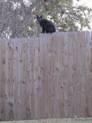 The Neighbor's cat