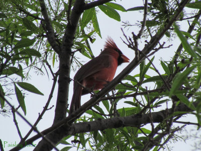 Bad Ass Mohawk on this Cardinal