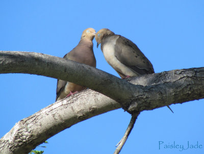 Love Doves