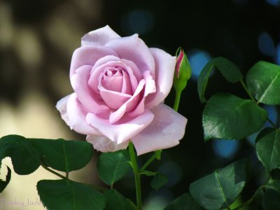 Pretty Lilac Roses
