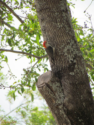 The Neighborhood Woodpecker