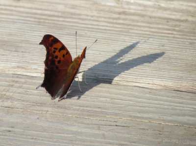 Butterfly casting shadow