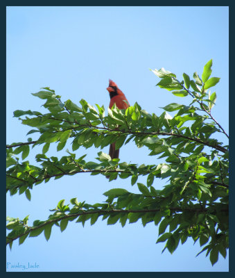 Singing to us today