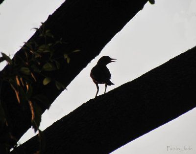 Bird in Shadow -