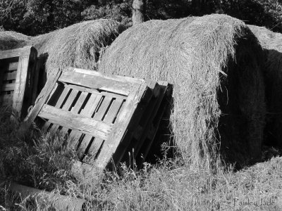 Hay!