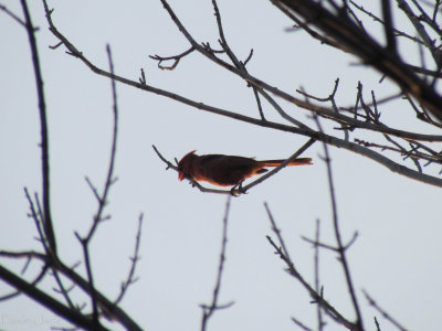 cardinal