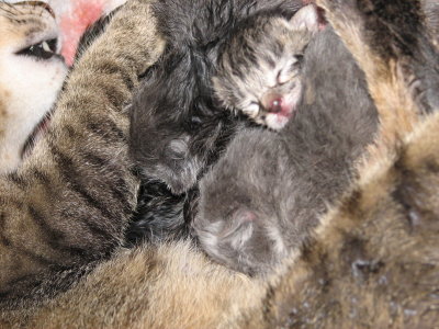 Kittens born 1 January 2008