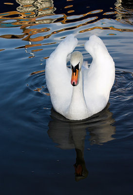 The Lonely Swan